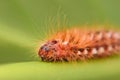 Extreme magnification - Red Caterpillar Royalty Free Stock Photo