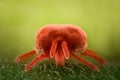 Extreme magnification - Red Velvet Mite, Trombidiidae
