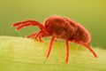 Extreme magnification - Red Velvet Mite, Trombidiidae Royalty Free Stock Photo