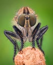Extreme magnification - Robber fly Royalty Free Stock Photo