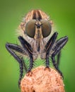 Extreme magnification - Robber fly