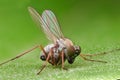 Extreme magnification - Robber fly