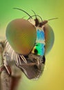 Extreme magnification - Robber fly Royalty Free Stock Photo