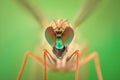 Extreme magnification - Robber fly