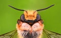 Extreme magnification - Solitaire Bee, Megachilidae Royalty Free Stock Photo