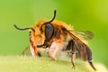 Extreme magnification - Solitaire Bee, Megachilidae Royalty Free Stock Photo
