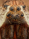 Extreme magnification - Spider eyes, front view Royalty Free Stock Photo