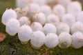 Extreme magnification - Stink Bug eggs