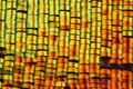 Extreme magnification - Sunset moth wing scales