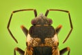 Extreme magnification - Top view of a small bug Royalty Free Stock Photo