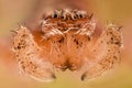 Extreme magnification - White spider, front view Royalty Free Stock Photo