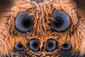 Extreme magnification - Wolf Spider , Lycosidae