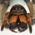 Extreme magnification - Wolf Spider fangs Royalty Free Stock Photo