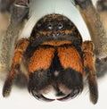 Extreme magnification - Wolf Spider fangs