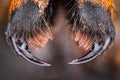 Extreme magnification - Wolf Spider fangs, Lycosidae