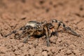 Extreme magnification - Wolf Spider, full body shot