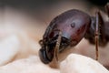Extreme magnified ant head Royalty Free Stock Photo