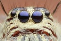 Extreme magnified jumping spider head and eyes Royalty Free Stock Photo