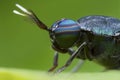 Extreme magnified soldier fly head and eyes Royalty Free Stock Photo