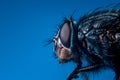 extreme makro on a fly Royalty Free Stock Photo