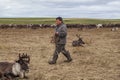 The extreme north, open area, reindeer in tundra , deer harness with reindeer, pasture of nenets, far north, beyond the arctic