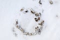 The extreme north, The reindeer move close to each other, aerial view