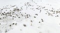 The extreme north, The reindeer move close to each other, aerial view