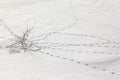 Extreme north, traces of a large white hare in the snow