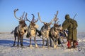 The extreme north, Yamal, reindeer in Tundra , Deer harness with reindeer, pasture of Nenets