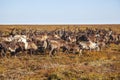 The extreme north, Yamal, reindeer in Tundra , Deer harness with reindeer, pasture of Nenets