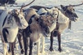 The extreme north, Yamal, reindeer in Tundra , Deer harness with reindeer, pasture of Nenets