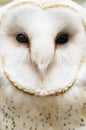 Extreme Owl Closeup