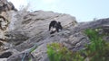 Extreme rock climber climbs difficult route view through the grass on the mountains