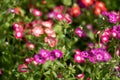 Extreme selective focus on one annual phlox flower, most flowers blurred intentionally, useful for abstract backgrounds