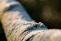 Extreme shallow focus of newly formed moss seen on an established forest tree, during mid winter. Royalty Free Stock Photo