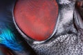 Extreme sharp and detailed fly compound eye surface taken at extreme magnification with Mitutoyo microscope objective Royalty Free Stock Photo