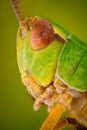 Extreme sharp and detailed macro portrait of Green grasshopper head taken with microscope objective
