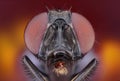 Extreme sharp and detailed study of fly