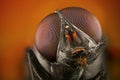 Extreme sharp and detailed study of fly