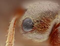 Extreme sharp and detailed study of formica ant head Royalty Free Stock Photo