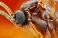 Extreme sharp and detailed study of small fly Royalty Free Stock Photo