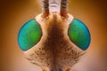 Extreme sharp and detailed view of Crane fly (Tipula) head with metallic green eyes taken with microscope objective Royalty Free Stock Photo