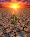 Extreme summer drought. Negative impacts of climate change.