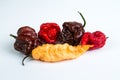 Extreme Team - Hottest Hot Peppers Royalty Free Stock Photo