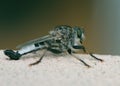 Extreme ventral close-up of a male Robber Fly