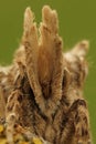 Extreme vertical closeup on the alien looking head of the Puss owlet moth, Pterostoma palpina