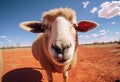 Extreme wide angle close up of an Australian sheep Royalty Free Stock Photo