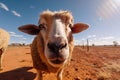 Extreme wide angle close up of an Australian sheep Royalty Free Stock Photo