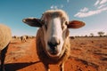 Extreme wide angle close up of an Australian sheep Royalty Free Stock Photo