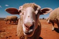 Extreme wide angle close up of an Australian sheep Royalty Free Stock Photo